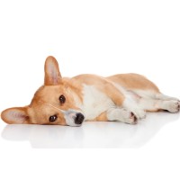 Die Kastration der Hündin: Vorteile und Risiken im Blick