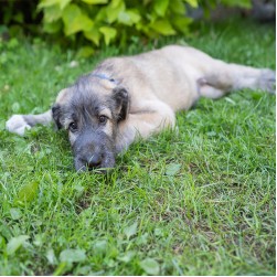 Kehlkopfentzündung beim Hund: Ursachen und Behandlung