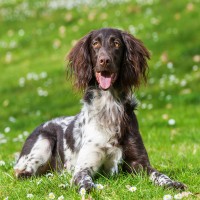 Kleiner Münsterländer: Hundefutter und Rasseportrait