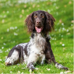 Kleiner Münsterländer: Hundefutter und Rasseportrait