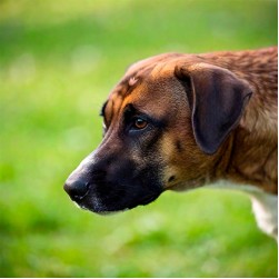 Können Hunde weinen?