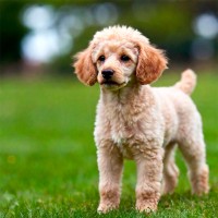 Kokzidiose beim Hund: Symptome und natürliche Behandlung