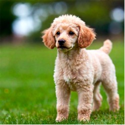 Kokzidiose beim Hund: Symptome und natürliche Behandlung