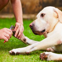 Krallen schneiden beim Hund