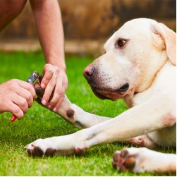 Krallen schneiden beim Hund