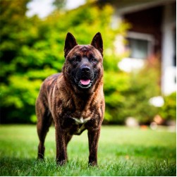 Kreuzbandriss beim Hund: Ursachen, Symptome und Behandlung