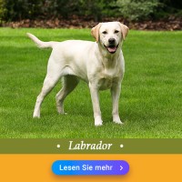 Labrador