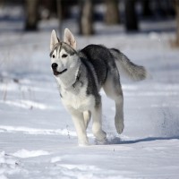 Lawinenhunde: Lebensretter auf vier Pfoten