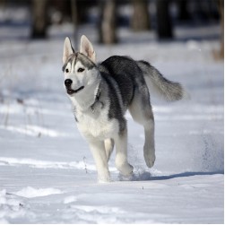 Lawinenhunde: Lebensretter auf vier Pfoten