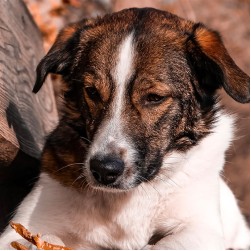 Lebererkrankungen beim Hund: Ursachen, Symptome und Behandlung