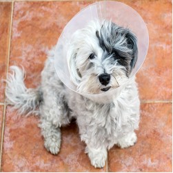 Leckschutz für Hunde: diese Möglichkeiten gibt es