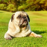 Magendrehung beim Hund: Ursachen und Vorbeugungsmaßnahmen