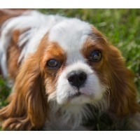 Mandelentzündung (Tonsillitis) beim Hund