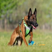 Mantrailing: nicht nur für Rettungshunde eine gute Beschäftigung