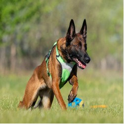 Mantrailing: nicht nur für Rettungshunde eine gute Beschäftigung