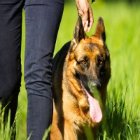 Obedience: Hundesport für gehorsame Vierbeiner