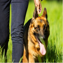 Obedience: Hundesport für gehorsame Vierbeiner