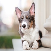 OCD beim Hund erkennen, behandeln und vorbeugen