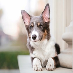 OCD beim Hund erkennen, behandeln und vorbeugen