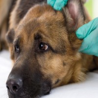 Ohrmilben beim Hund erkennen, behandeln und vorbeugen