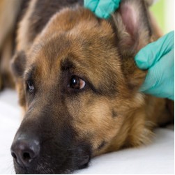 Ohrmilben beim Hund erkennen, behandeln und vorbeugen