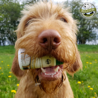 Ovopet bei sportlich aktiven Hunden