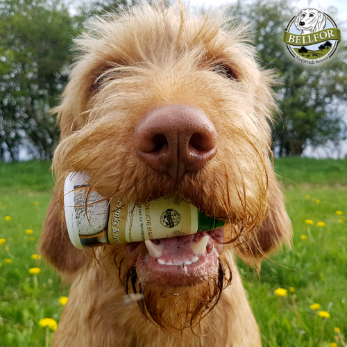 Ovopet bei sportlich aktiven Hunden Ovopet bei sportlich aktiven Hunden