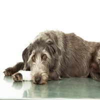 Patellaluxation beim Hund: Ursachen, Symptome und Behandlung