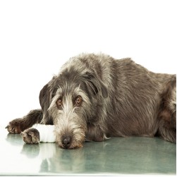 Patellaluxation beim Hund: Ursachen, Symptome und Behandlung