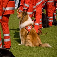 Rettungshunde: Ausbildung, Einsatzschwerpunkte und Ernährung