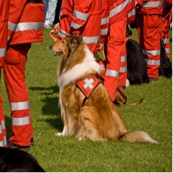 Rettungshunde: Ausbildung, Einsatzschwerpunkte und Ernährung