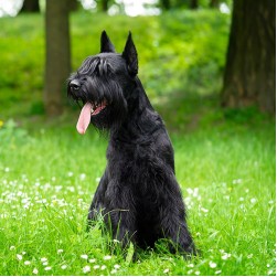 Riesenschnauzer: Hundefutter und Rasseportrait