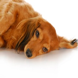 Scheinschwangerschaft beim Hund: Ursachen und Behandlung