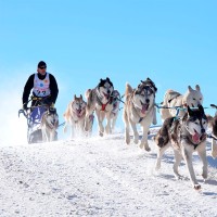 Schlittenhunderennen: Zughundesport mit Tradition