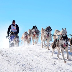 Schlittenhunderennen: Zughundesport mit Tradition