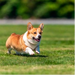Schuppen beim Hund: mögliche Ursachen und Behandlung