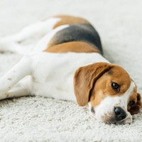 Schwellung und Rötung im Anusbereich Ihres Hundes