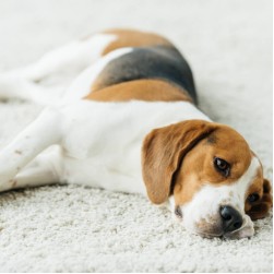 Schwellung und Rötung im Anusbereich Ihres Hundes