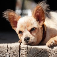 Sommeralarm: Hitzschlag bei Hunden rechtzeitig erkennen und behandeln