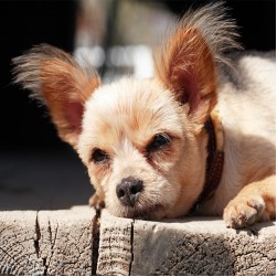 Sommeralarm: Hitzschlag bei Hunden rechtzeitig erkennen und behandeln