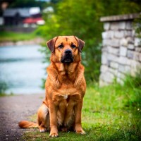 Spondylose beim Hund erkennen, behandeln und vorbeugen