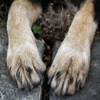 Symmetrische Lupoide Onychodystrophie: Symptome, Ursachen und Therapie bei Hunden