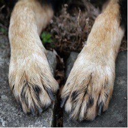 Symmetrische Lupoide Onychodystrophie: Symptome, Ursachen und Therapie bei Hunden