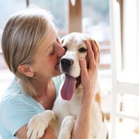 Therapiehunde: Ausbildung, Vorteile und Einsatzmöglichkeiten