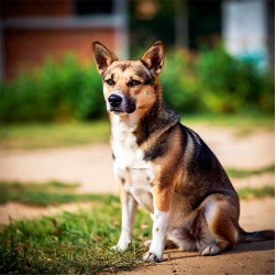 Tierheimhund statt Welpenkauf?