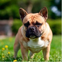 Warum die Tollwutimpfung für Hunde so wichtig ist