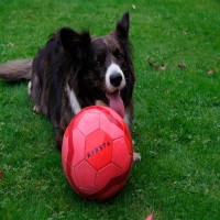 Treibball: artgerechter Hundesport für aktive Vierbeiner