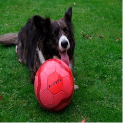 Treibball: artgerechter Hundesport für aktive Vierbeiner