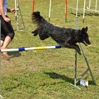 Turnierhundesport: Varianten und Teilnahmevoraussetzungen