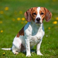 Mittelgroße Hunderassen